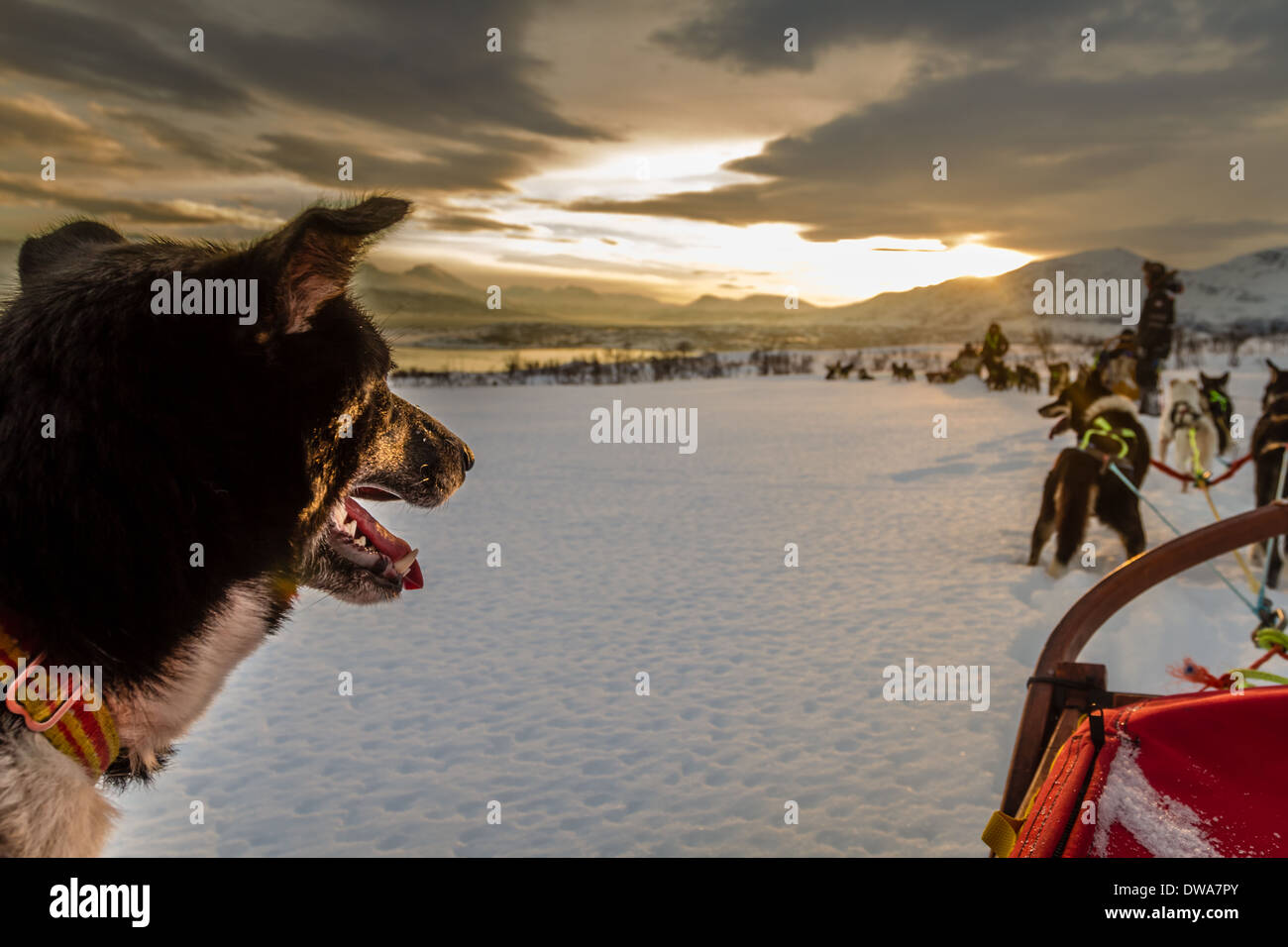 Nahaufnahme von einem husky Hund mit dem Hundeschlitten Teams voraus, Tromsø, Norwegen Stockfoto