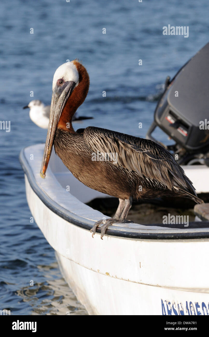 ein Pelikan ((Pelecanus Occidentalis) legte auf einem Boot in einem Los Roques Archipel Stockfoto