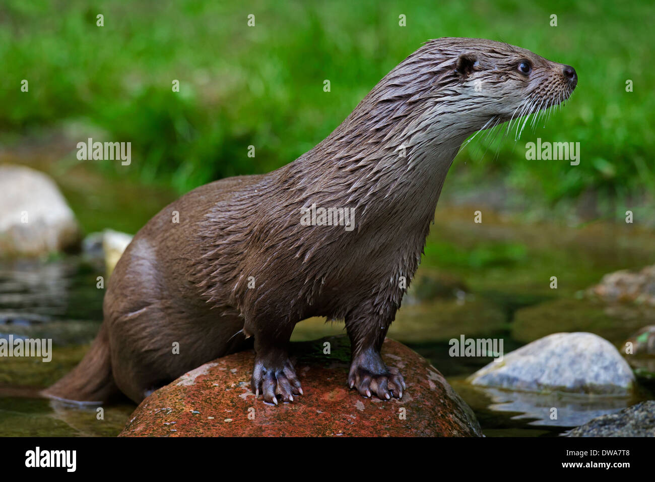 Curious europäischen Fischotter (Lutra Lutra) in Boulder im stream Stockfoto