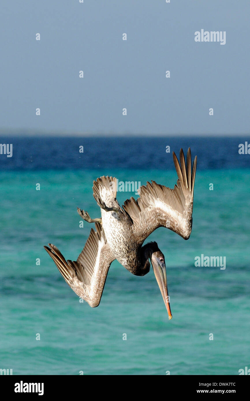 Der Braunpelikan (Pelecanus occidentalis), taucht in das Meer der Nationalpark Los Roques, Venezuela Stockfoto