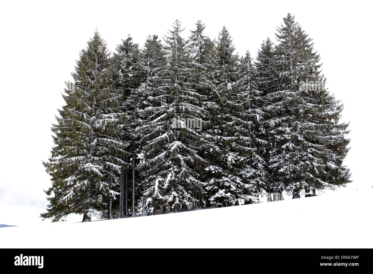 Schwarzwald-Deutschland im Winter mit Schnee Stockfoto