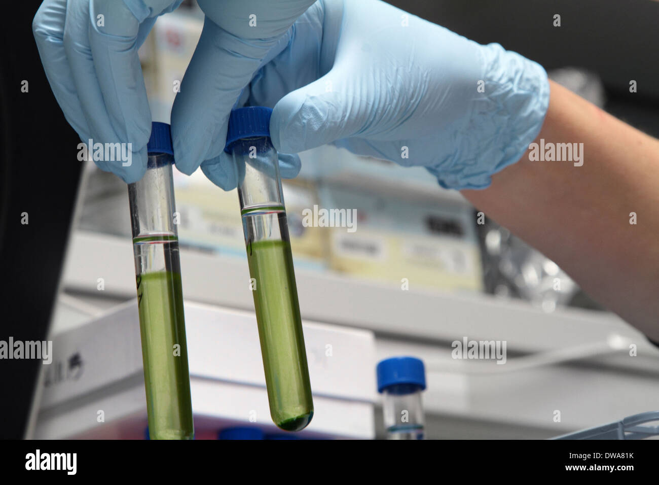 ein Handschuh-Hand mit Glasröhrchen mit einer Sonde in einem Biologielabor Stockfoto