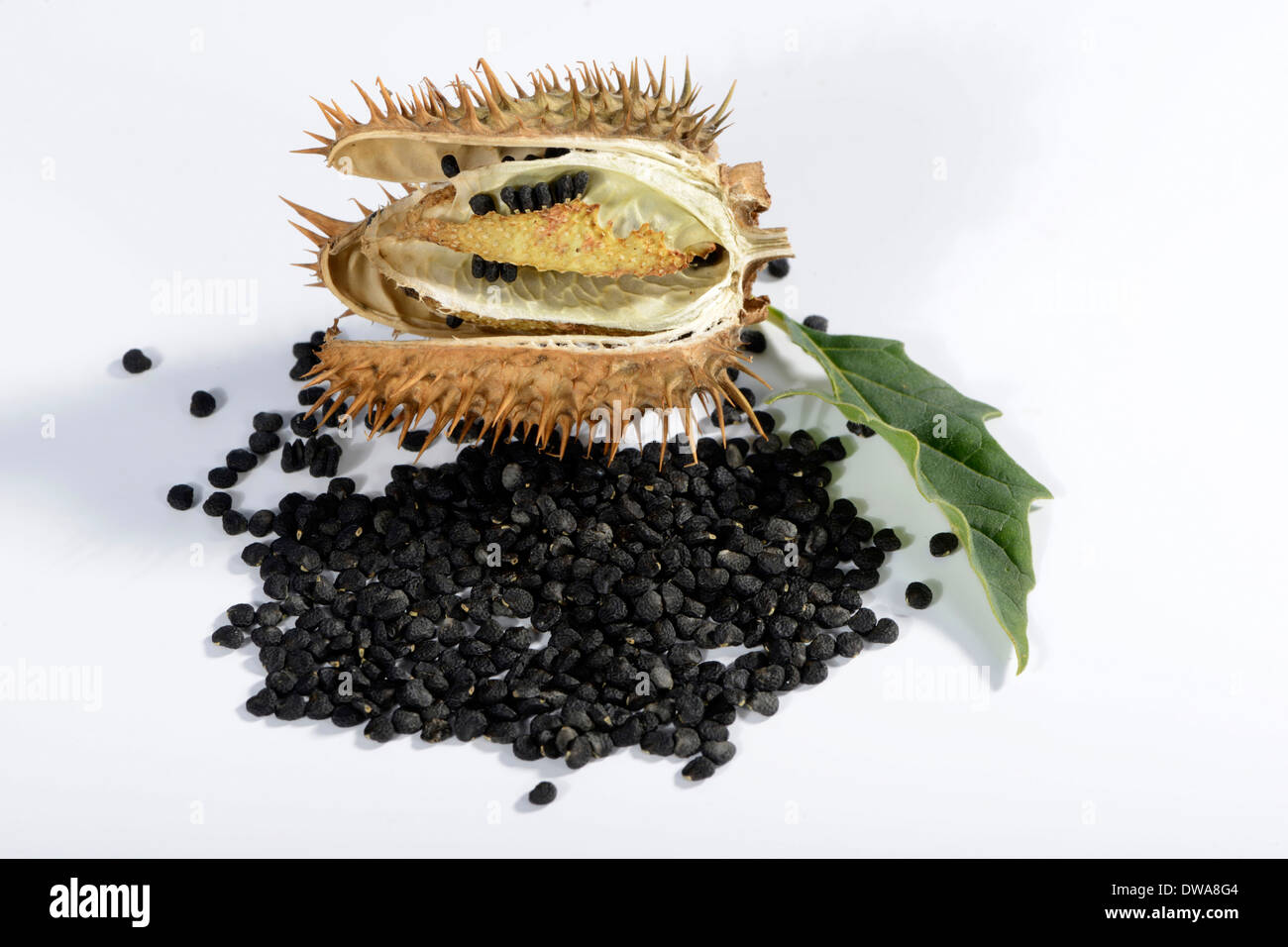 Jimson Unkraut Stockfoto