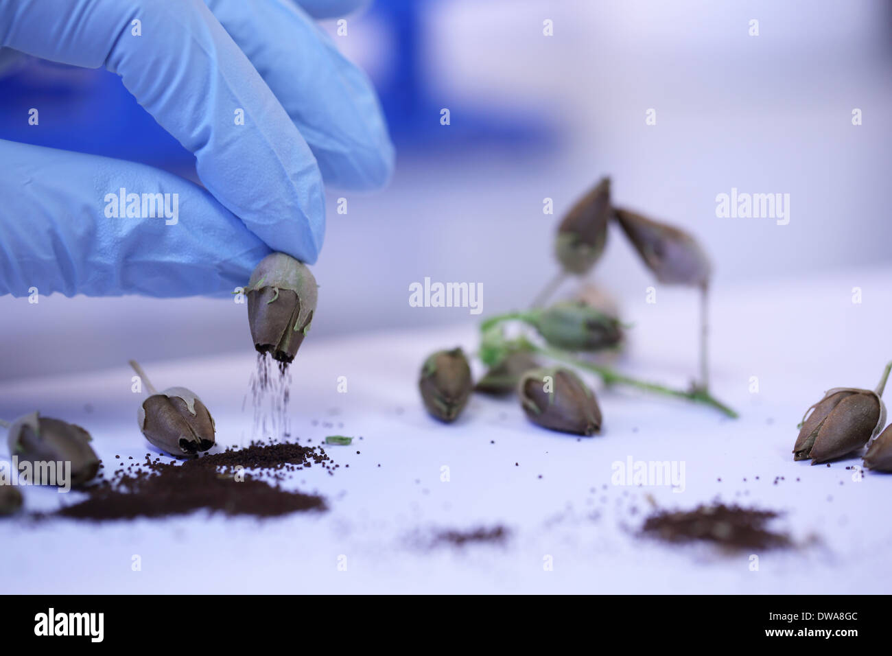 ein Handschuh-Hand und Samen einer Pflanze Stockfoto