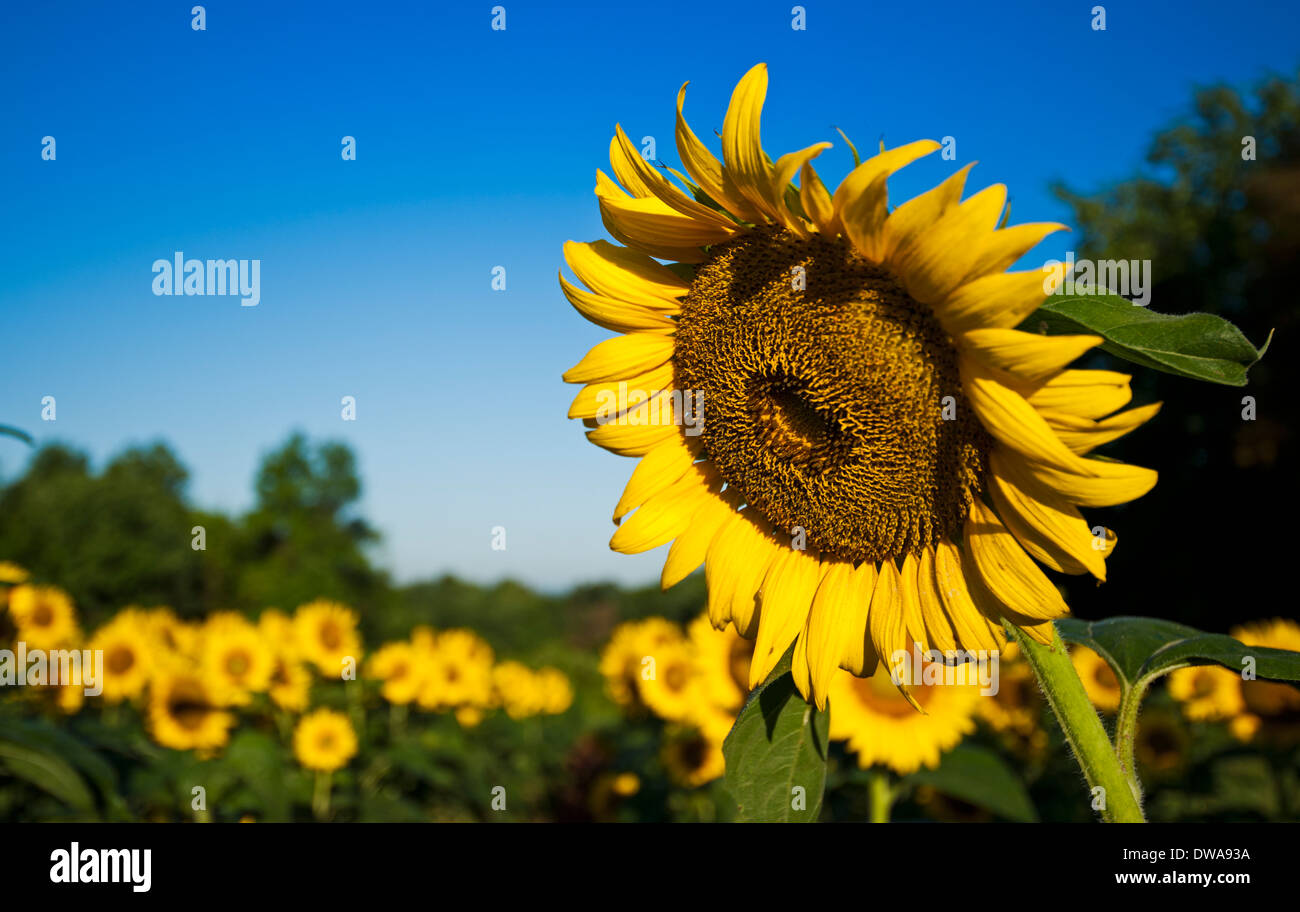 Sonnenblumen im Feld an einem Sommermorgen mit blauem Himmel Stockfoto