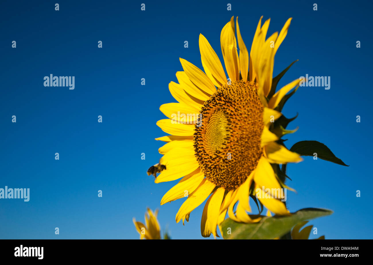 Hummel fliegen um eine Sonnenblume an einem Sommermorgen mit blauem Himmel Stockfoto
