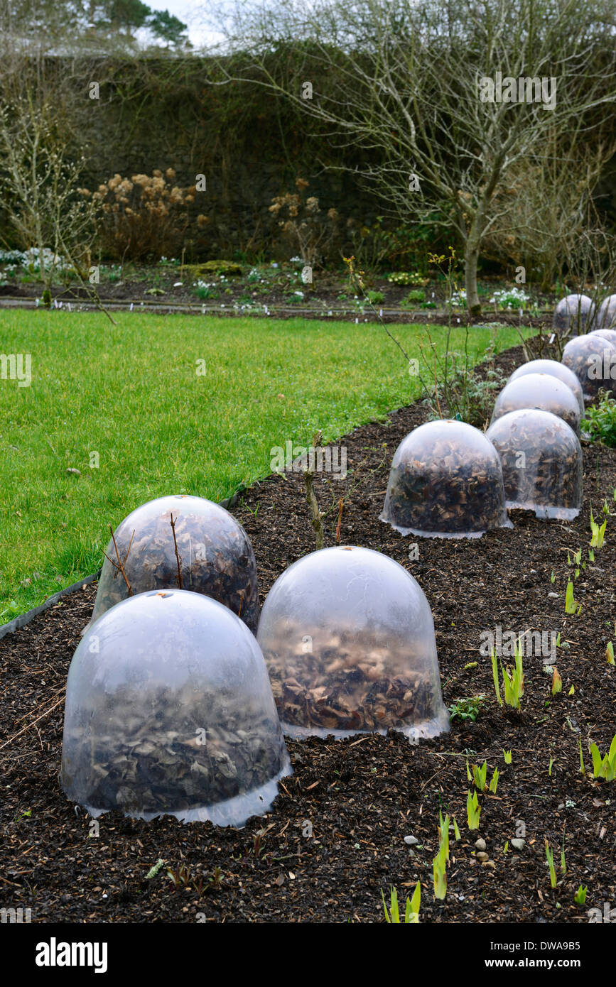 Kunststoff Cloche Cloches gefüllt mit Blättern isolieren isolierte Isolierung zu schützen Schutz Frost Eis Winter Frühlingsgarten Stockfoto