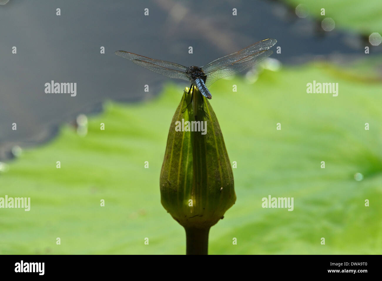 Blaue Basker (Urothemis Edwardsii), männliche auf der IUCN roten Liste gefährdeter Arten, Kruger National Park-Südafrika Stockfoto