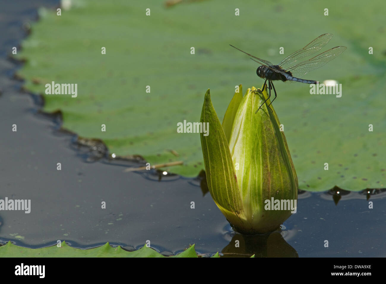 Blaue Basker (Urothemis Edwardsii), männliche auf der IUCN roten Liste gefährdeter Arten, Kruger National Park-Südafrika Stockfoto