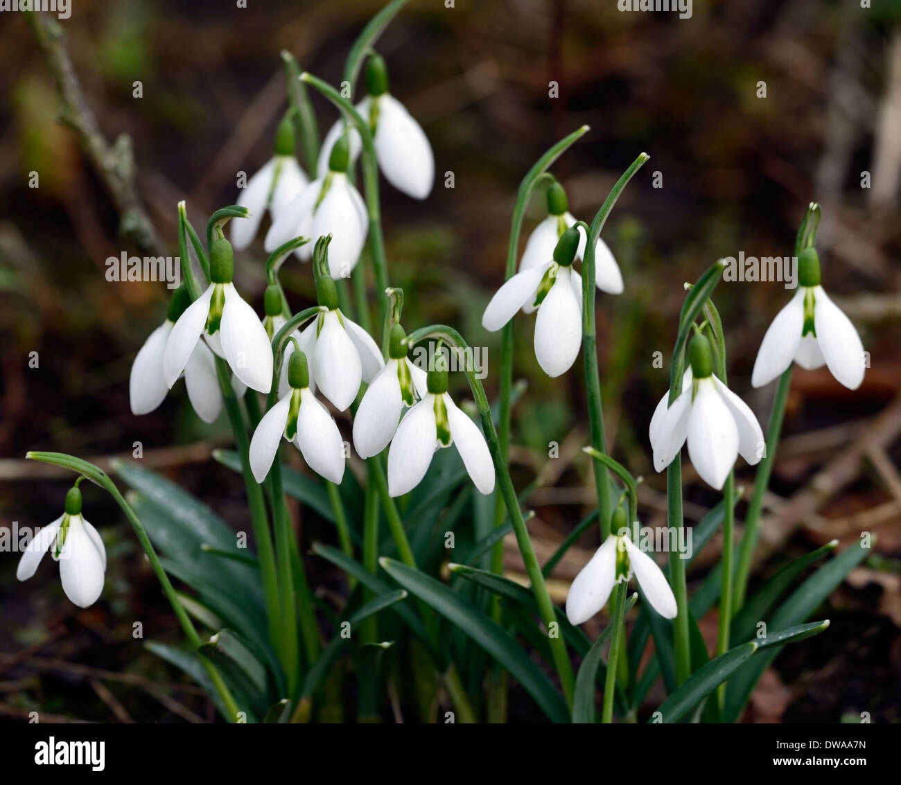 Galanthus grüne Mann weiße Blumen Schneeglöckchen Schneeglöckchen Frühjahr  grüne Markierungen Blumenzwiebeln Stockfotografie - Alamy