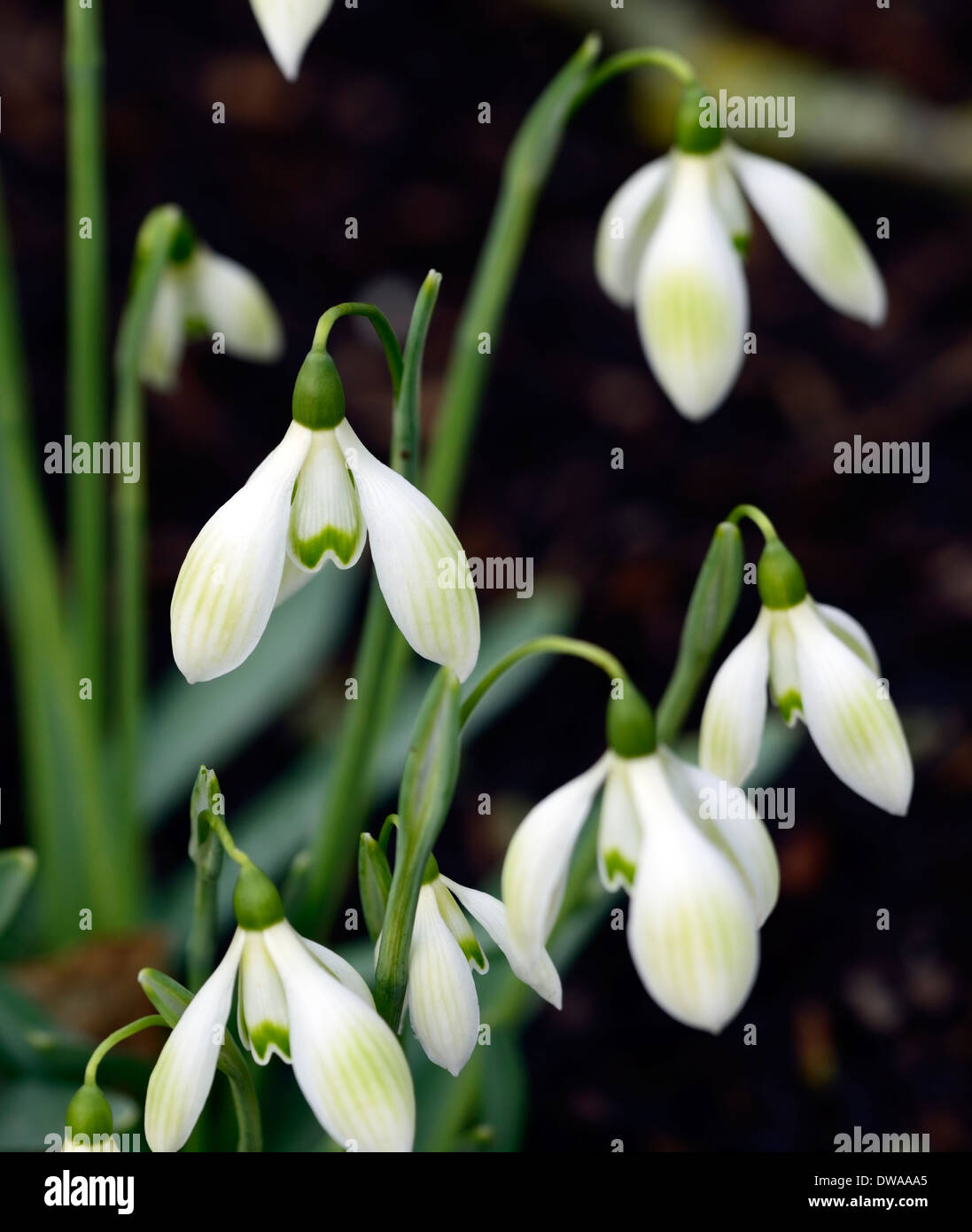 Galanthus Kuhstall Green Hybrid virescent grüne Markierungen Snowdrop Schneeglöckchen Blume Frühlingsblumen RM Floral Stockfoto