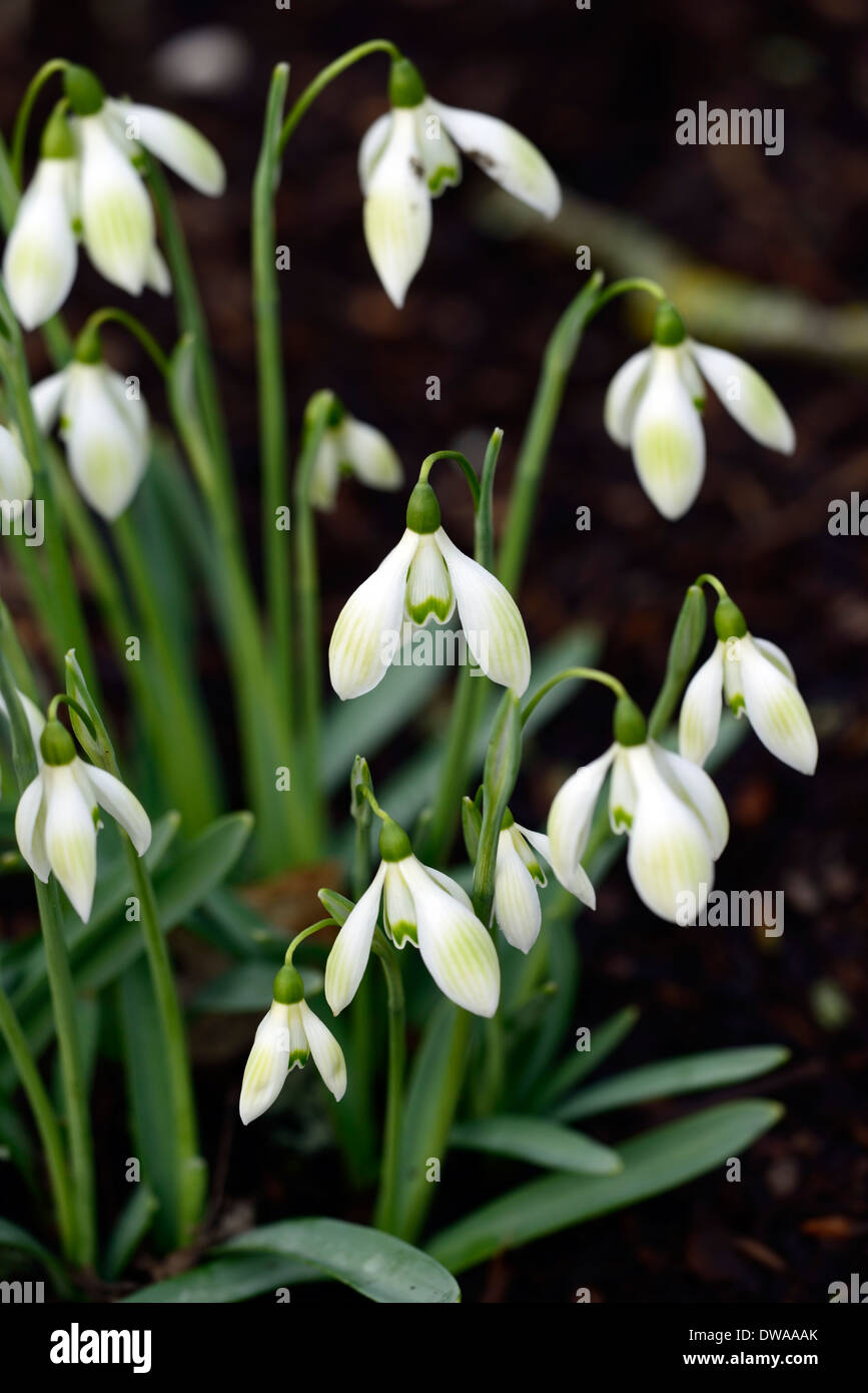 Galanthus Kuhstall Green Hybrid virescent grüne Markierungen Snowdrop Schneeglöckchen Blume Frühlingsblumen RM Floral Stockfoto