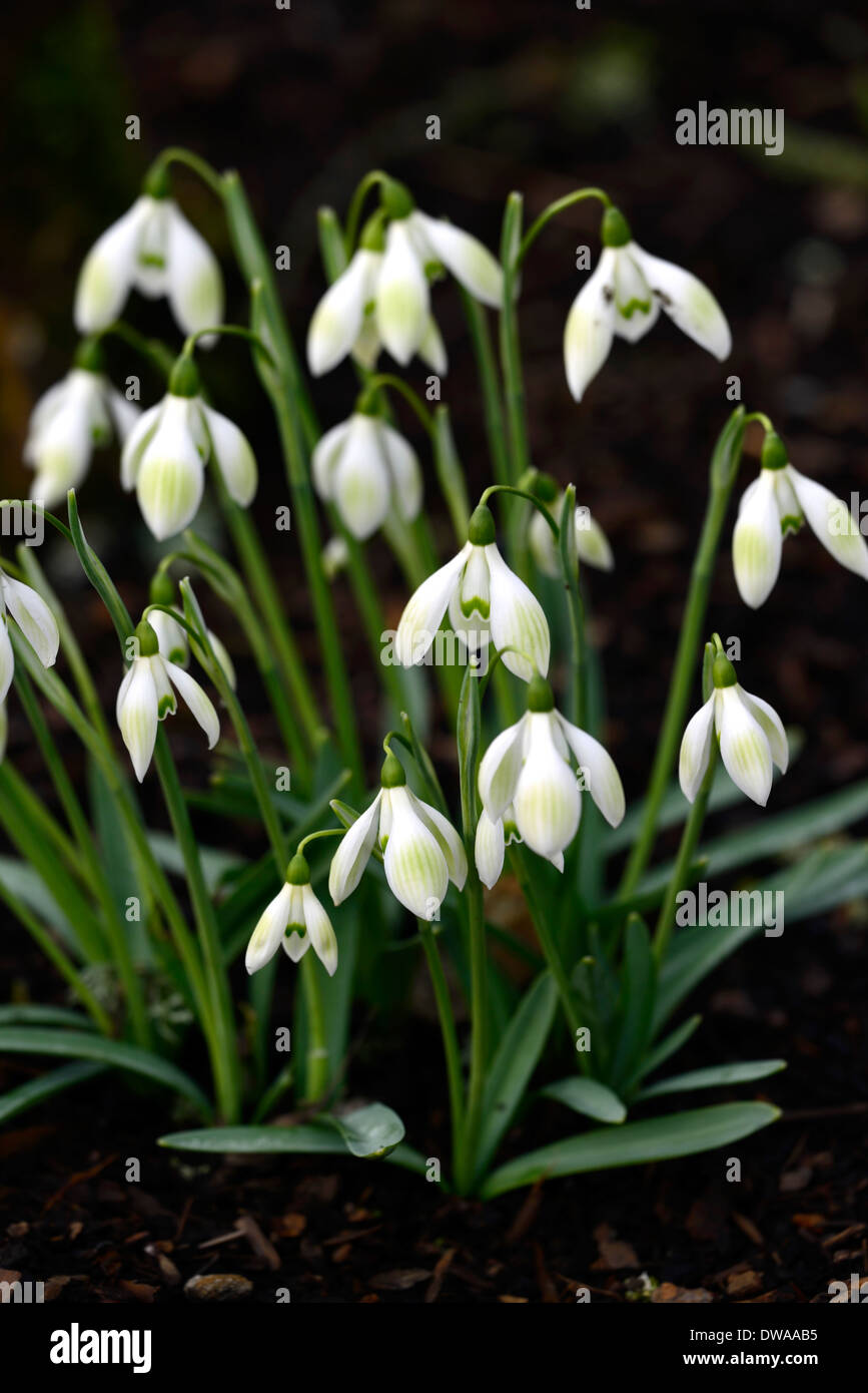 Galanthus Kuhstall Green Hybrid virescent grüne Markierungen Snowdrop Schneeglöckchen Blume Frühlingsblumen RM Floral Stockfoto