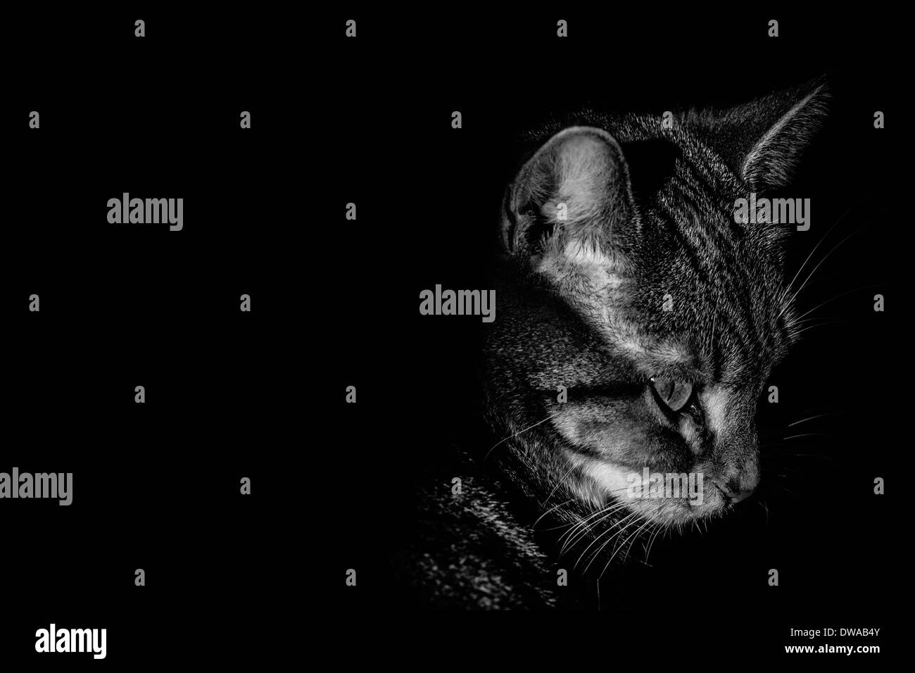 Junge Tabby Tortie Katze Kätzchen in schwarz / weiß Stockfoto