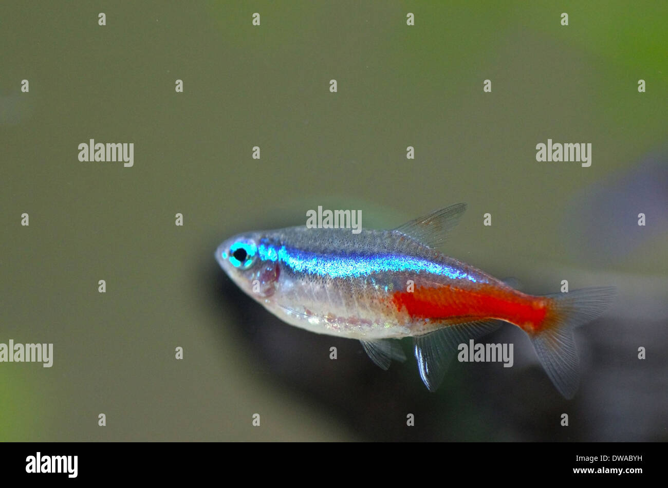 Schließen Sie herauf Bild der Neon Fische im Aquarium. Stockfoto