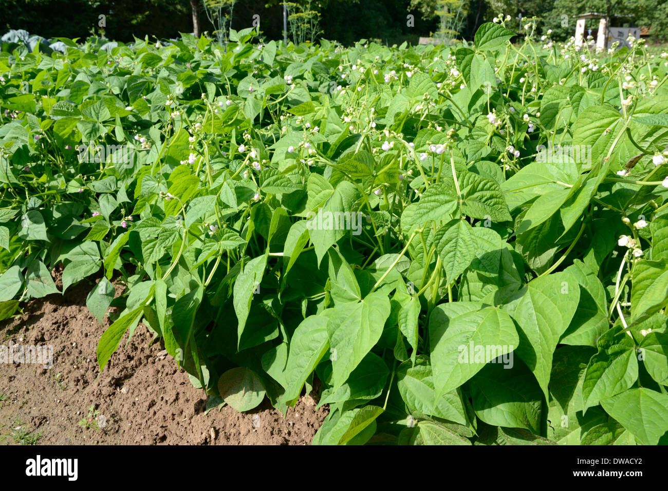 Buschbohnen Stockfoto