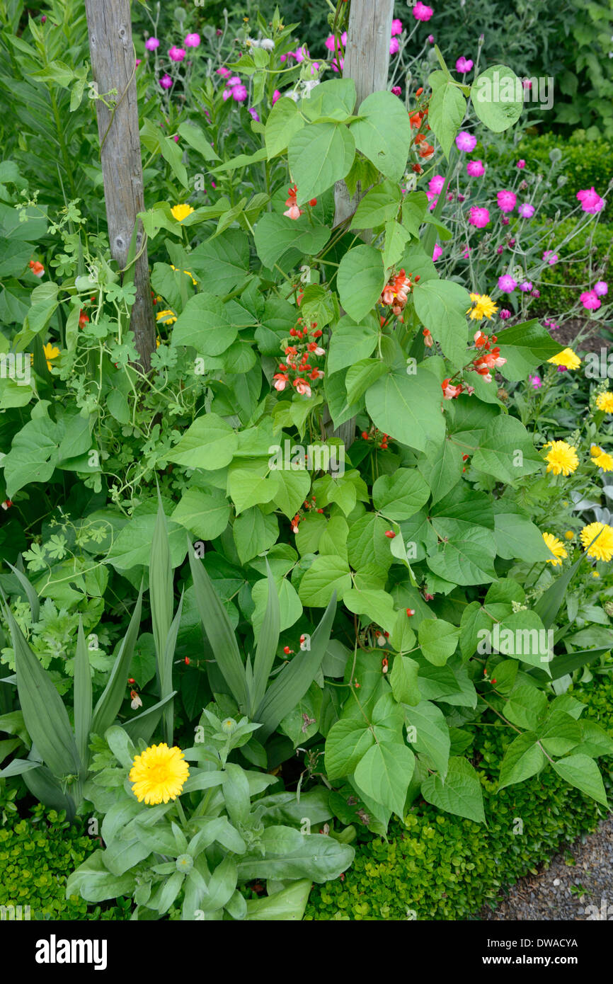 Runner Bean Stockfoto