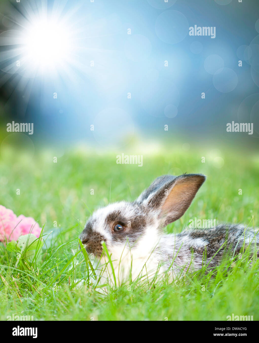 Hase baby Fotos und Bildmaterial in hoher Auflösung Alamy