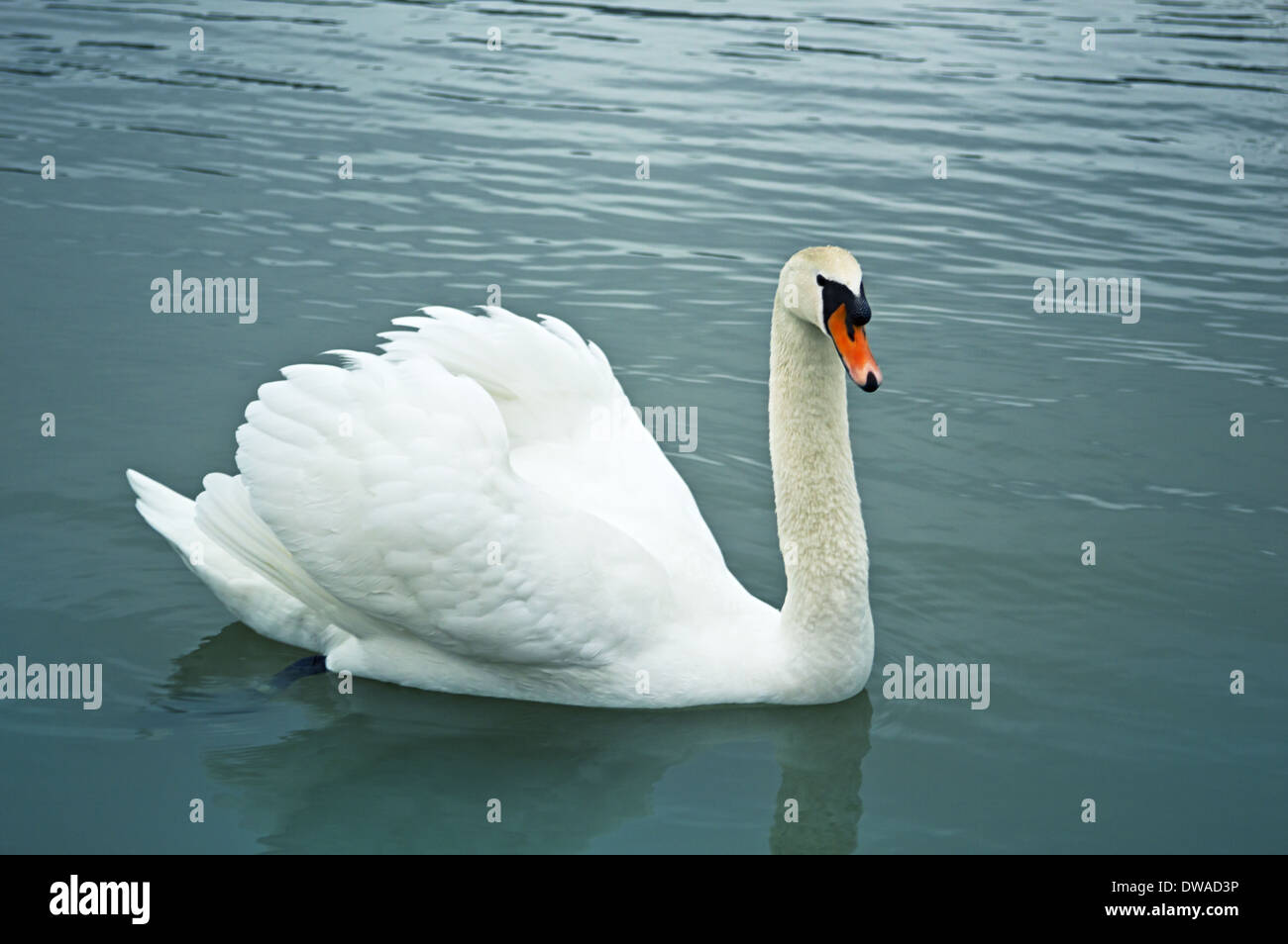 Schöner Schwan mit Spiegelbild im Wasser. Stockfoto