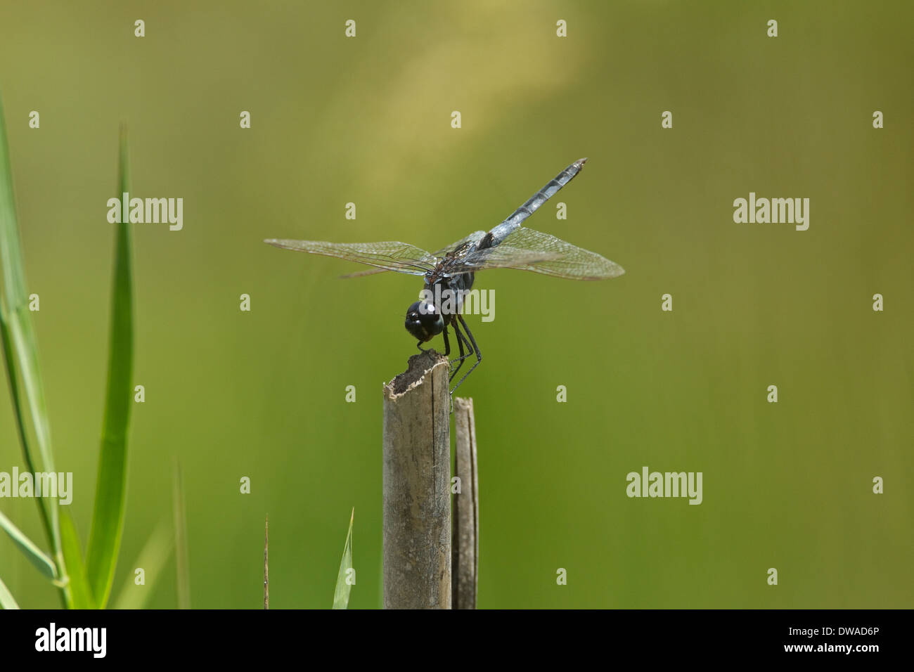 Blaue Basker (Urothemis Edwardsii), männliche auf der IUCN roten Liste gefährdeter Arten, Kruger National Park-Südafrika Stockfoto