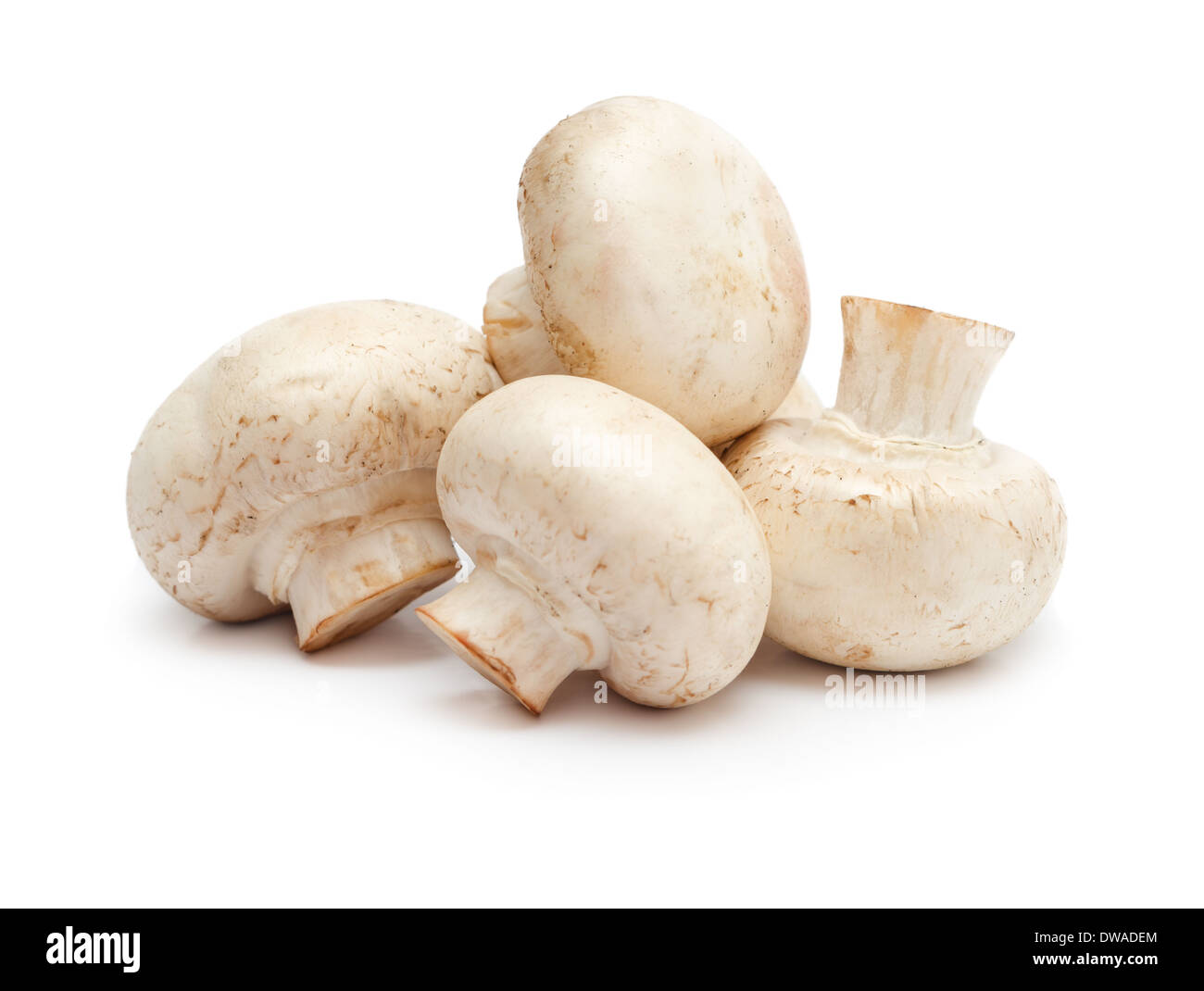 Haufen von Champignon Pilzen isoliert auf einem weißen Hintergrund. Stockfoto