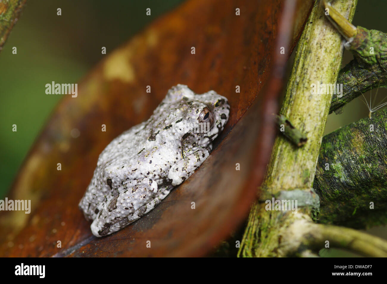 Eine nicht identifizierte Silber Frosch aus Madagaskar. Stockfoto