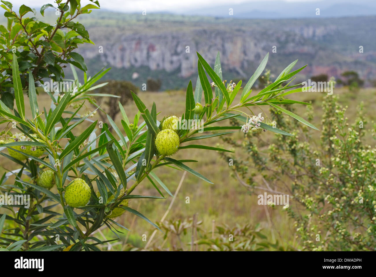 Samen Hülsen Gomphocarpus Physocarpus, allgemein bekannt als Balloonplant, Ballon-Baumwolle-Bush oder Schwan Pflanze, ist eine Art von Wolfsmilch. Stockfoto