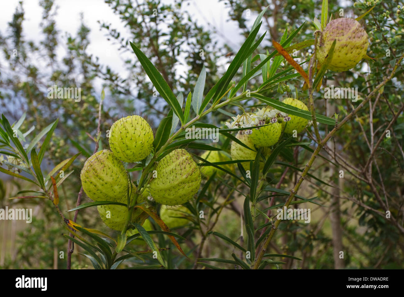 Samen Hülsen Gomphocarpus Physocarpus, allgemein bekannt als Balloonplant, Ballon-Baumwolle-Bush oder Schwan Pflanze, ist eine Art von Wolfsmilch. Stockfoto