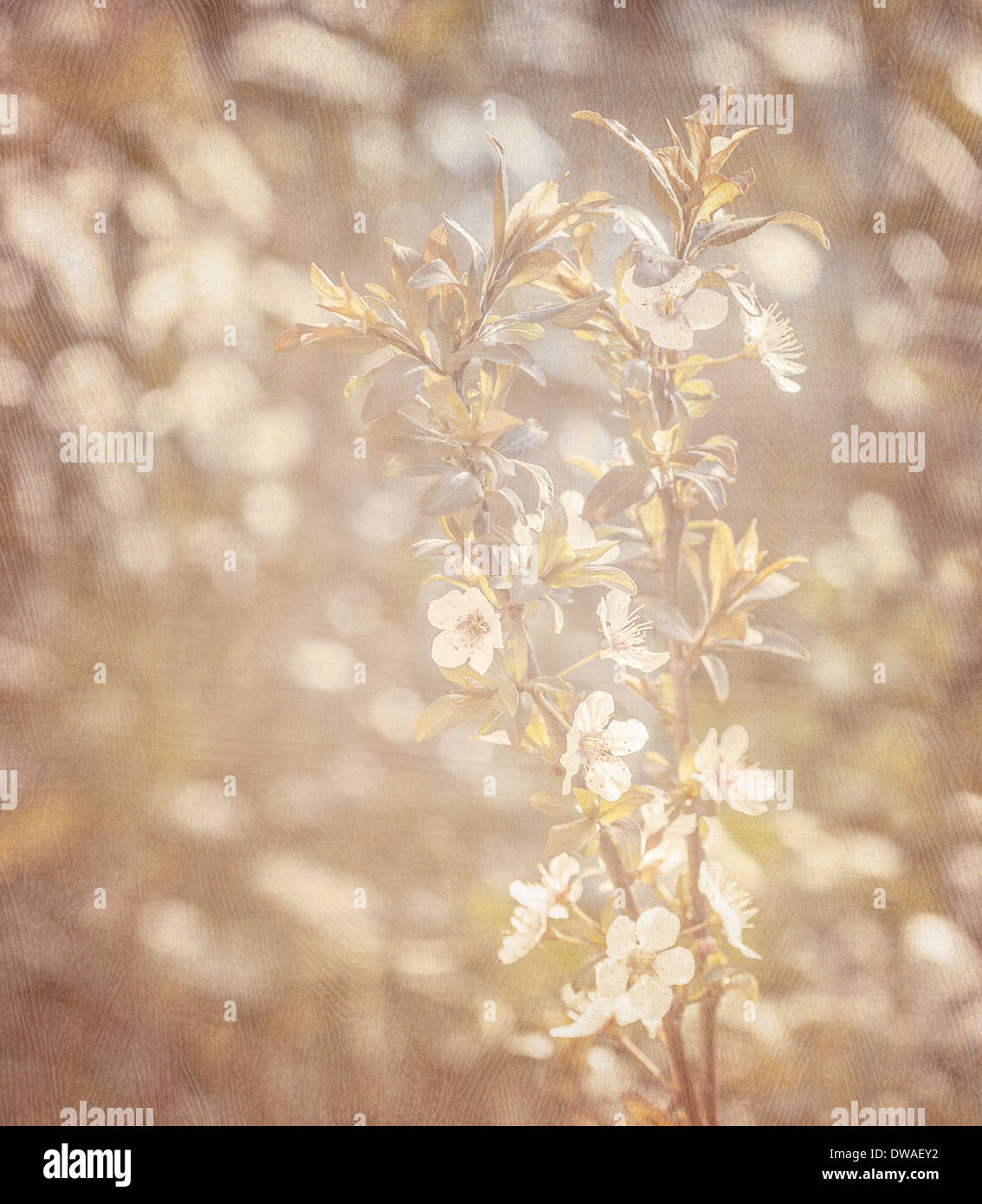 Frühling blühende Hintergrund, sanfte weiße Kirsche Blumen, Retro-Stil Foto, Bild mit Grunge-Effekt, Frühling-Natur Stockfoto