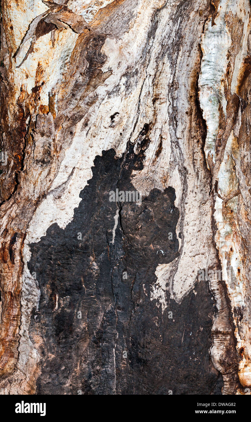 Gum-Baum-Hintergrund Stockfoto