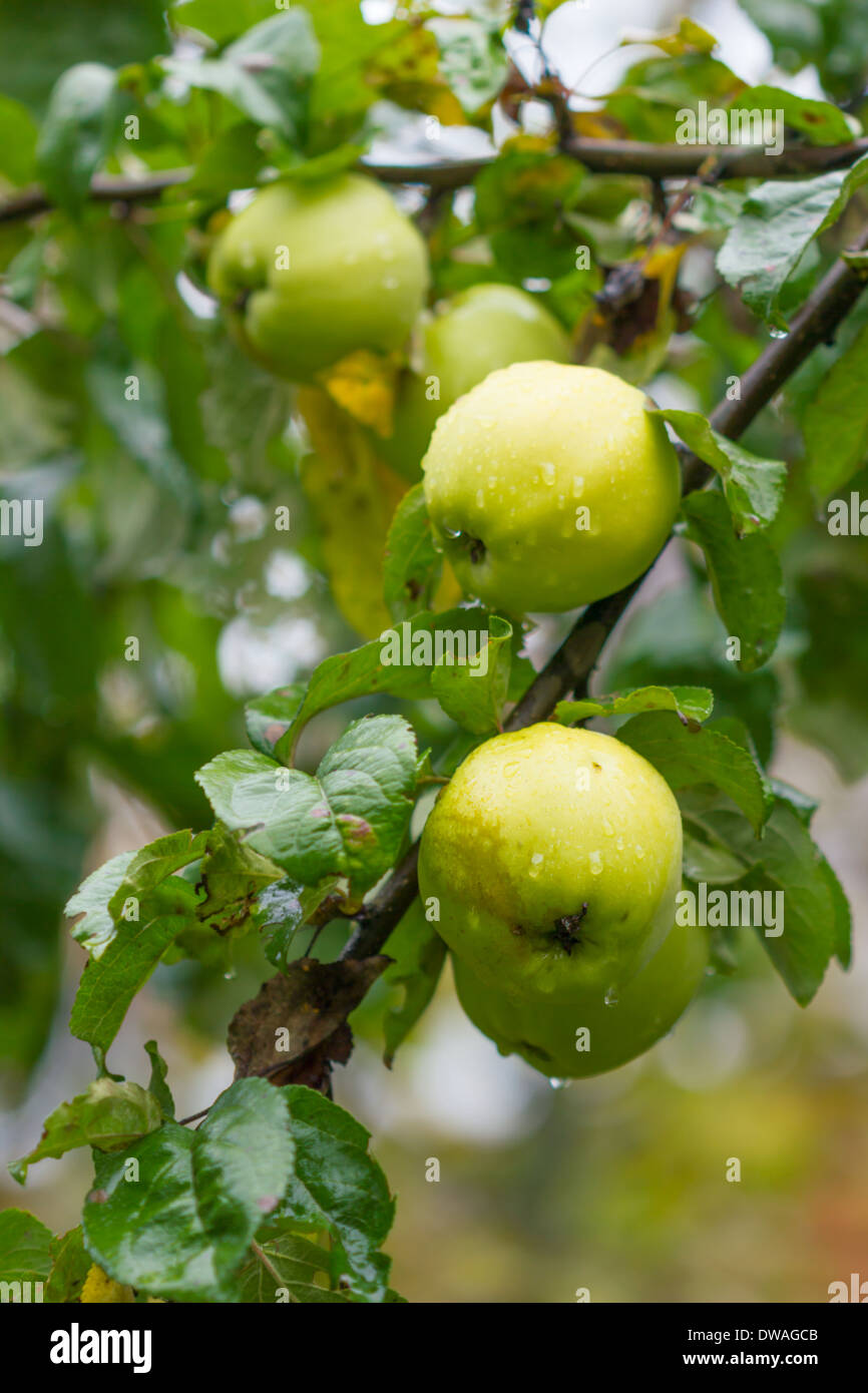 Äpfel an einem Baum im freien Stockfoto
