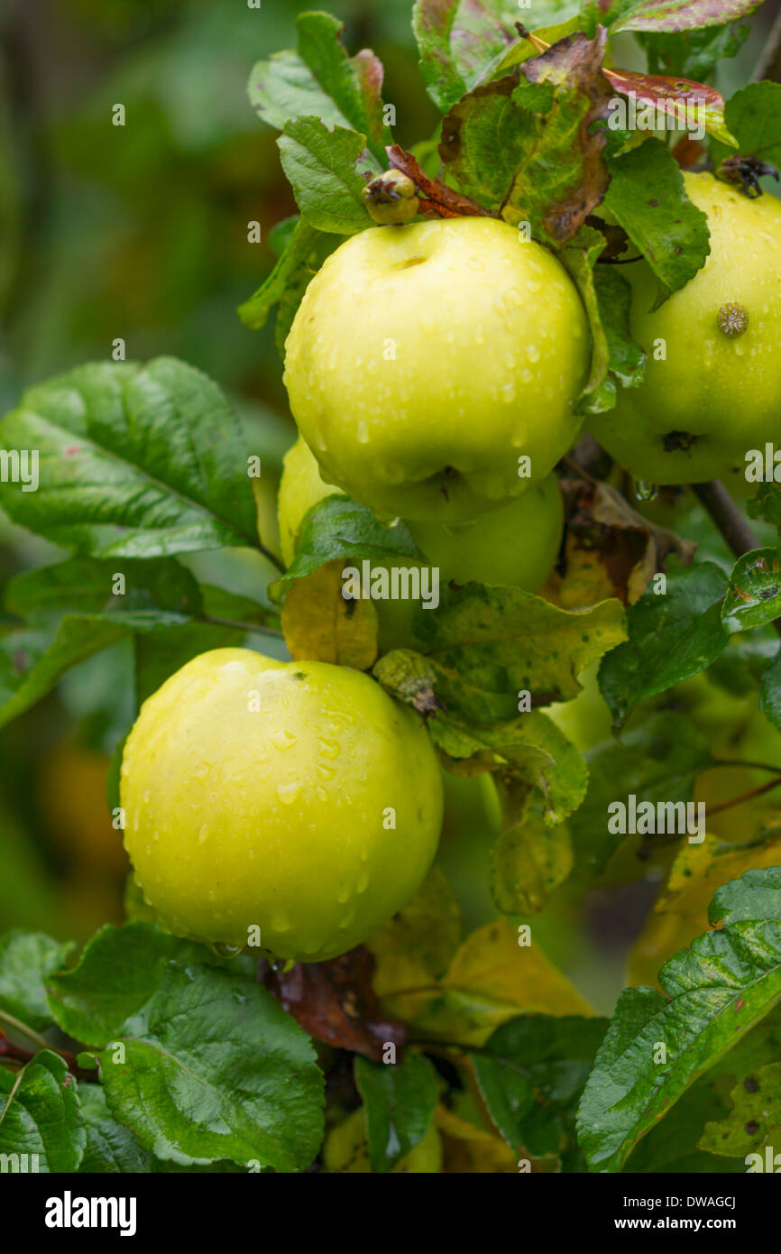 Äpfel an einem Baum im freien Stockfoto