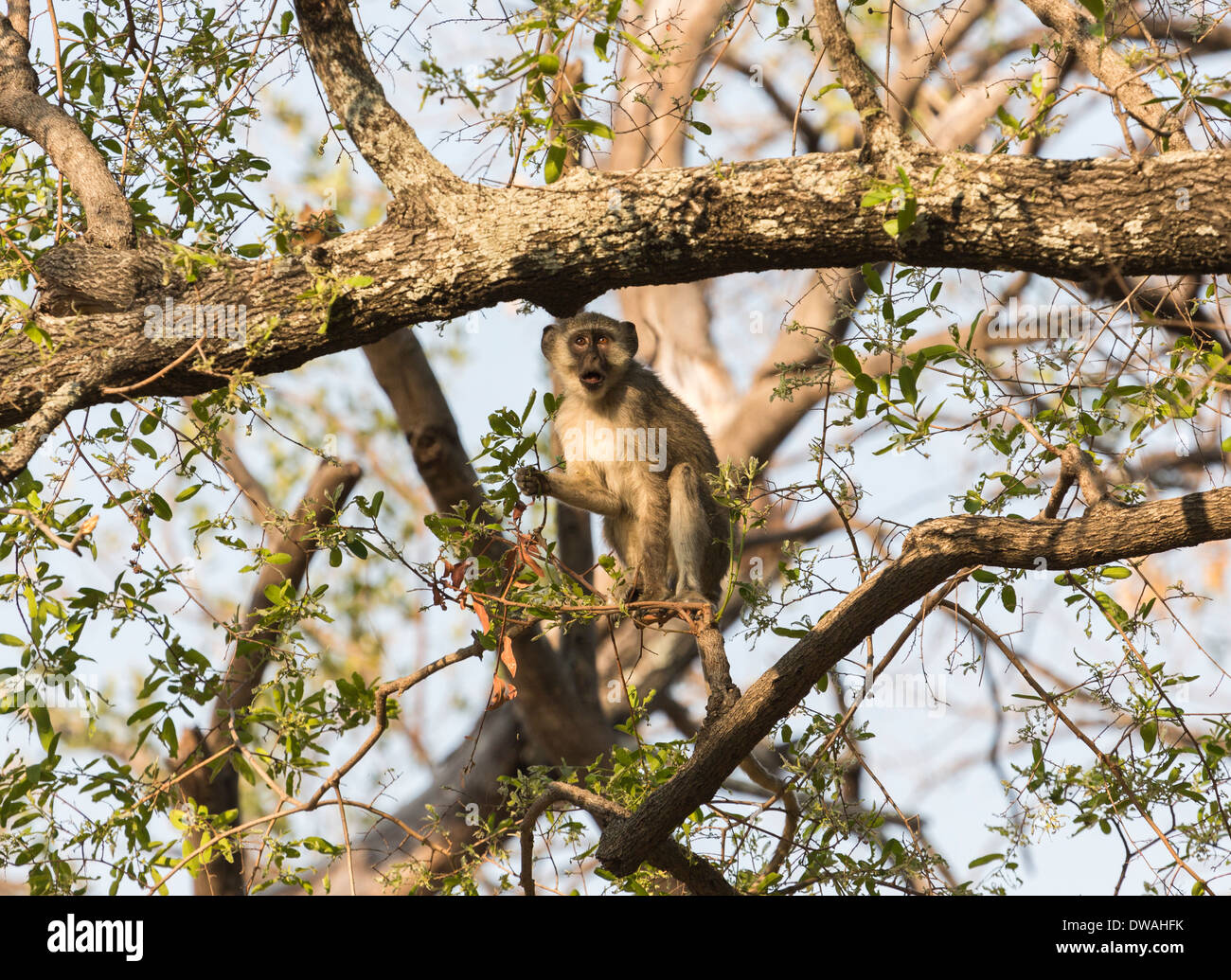Vervet Affen, grüne Aethiops in Baum am Xigera, Moremi Game Reserve, Okavango Delta, Botswana, Südafrika Stockfoto