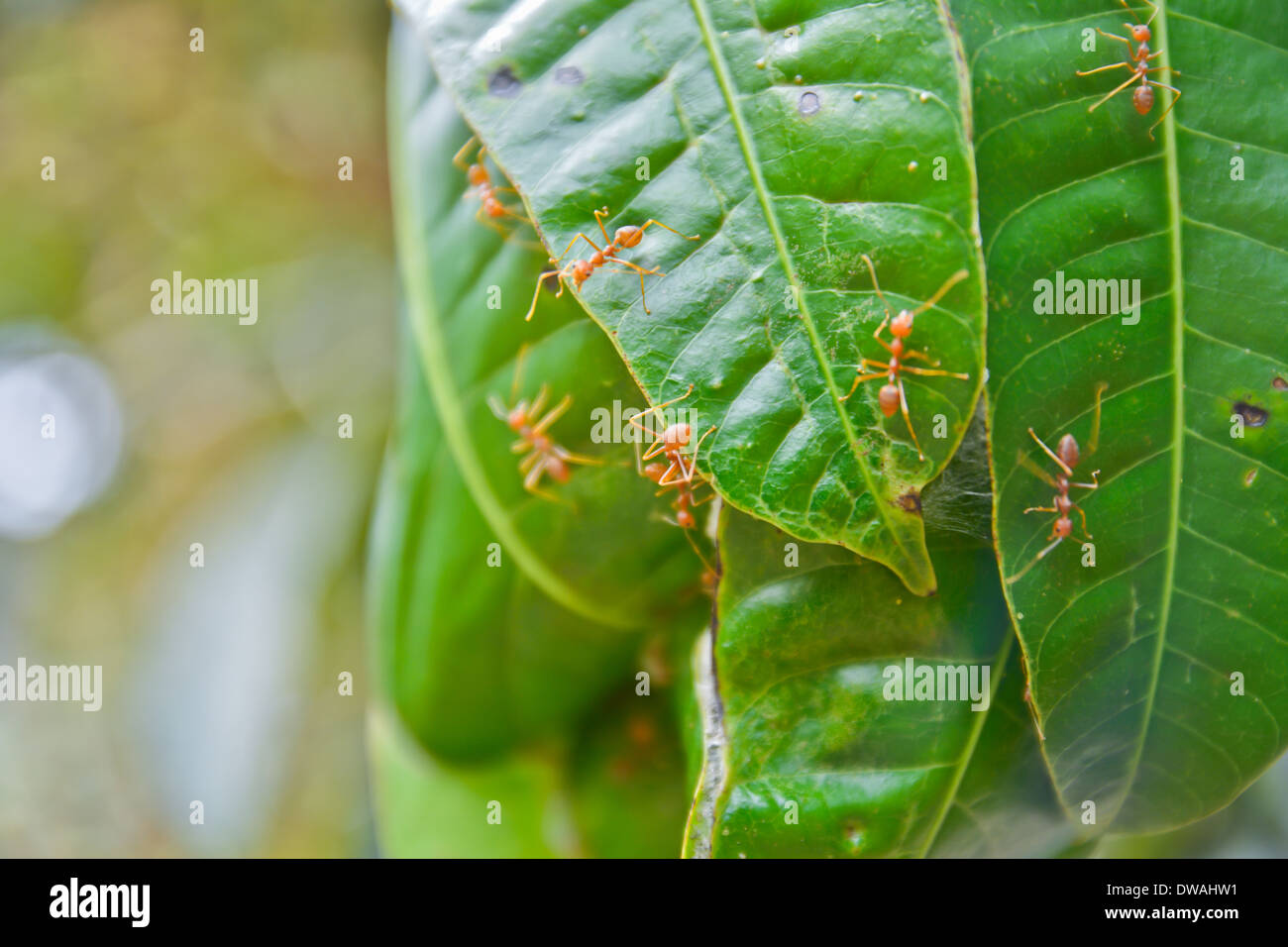 rote Ameisen nisten auf Mangobaum Stockfoto