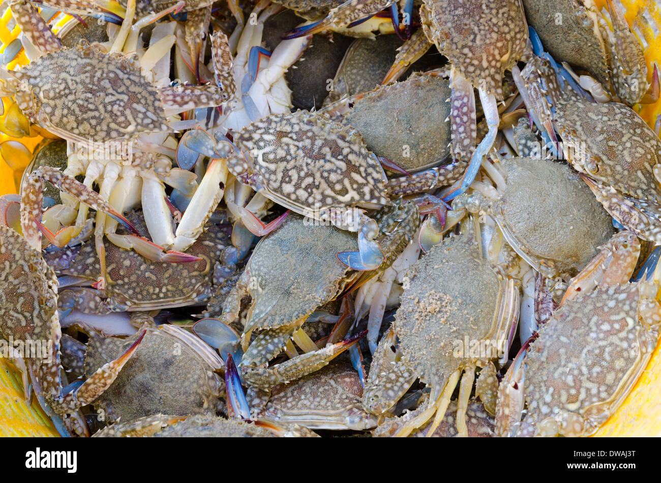 Frische blaue Krabben ist marine Produkte am PMY Strand Rayong Thailand Stockfoto