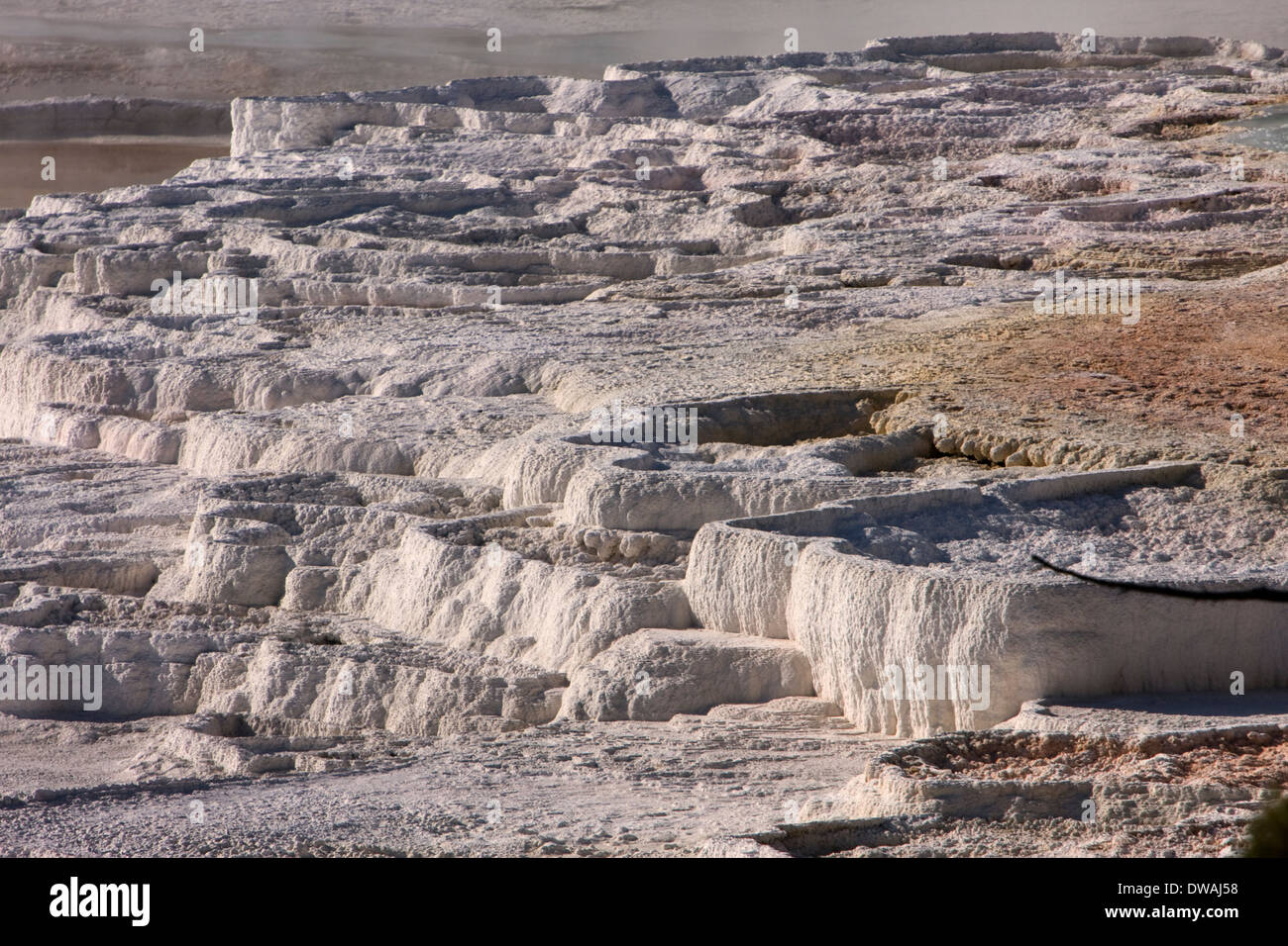 Kanarischen Frühling entlang der oberen Terrasse-Schleife in der Nähe von Mammoth Hot Springs im Yellowstone-Nationalpark, Wyoming. Stockfoto