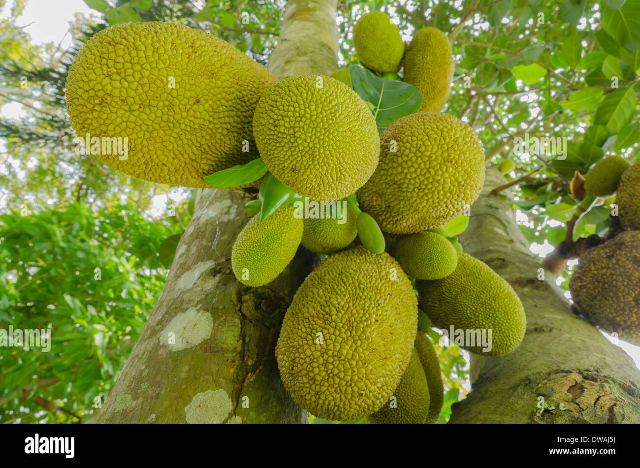 Jackfruit trees -Fotos und -Bildmaterial in hoher Auflösung – Alamy