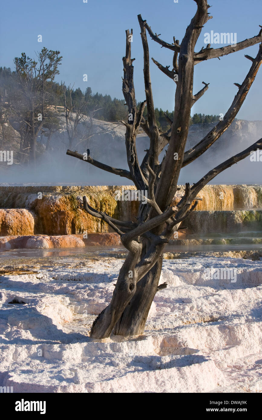 Ein Baum wächst aus der Main-Terrasse in Mammoth Hot Springs im Yellowstone-Nationalpark, Wyoming. Stockfoto