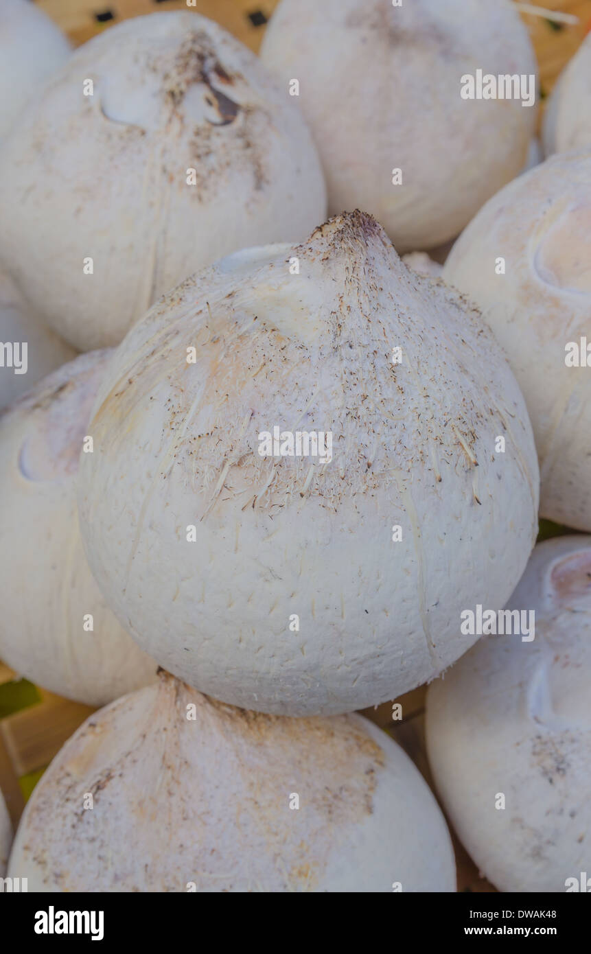 Geschälte Junge Kokosnüsse auf den Markt mit frischen Lebensmitteln in Thailand zu verkaufen Stockfoto