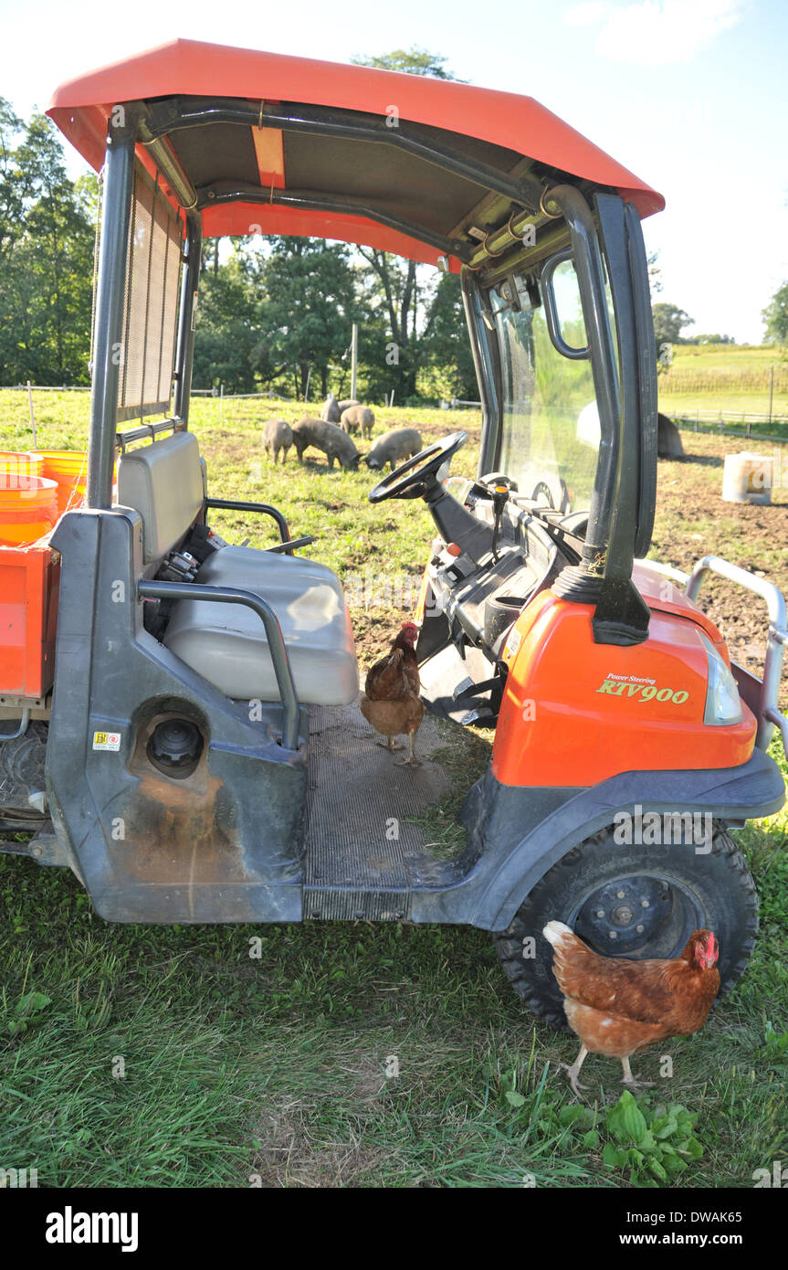 Eine Rhode-Island rote Huhn Vor einem Orange Traktor auf einen Bauernhof mit Schweinen Stockfoto