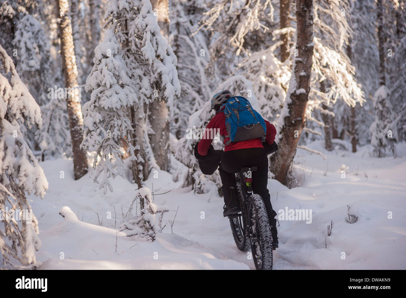 Foto der Person, die mit fetten Reifen Schnee Fahrrad auf dem Speedway-Trail, Campbell Wanderwege, Anchorage, Alaska von hinten erschossen. Stockfoto