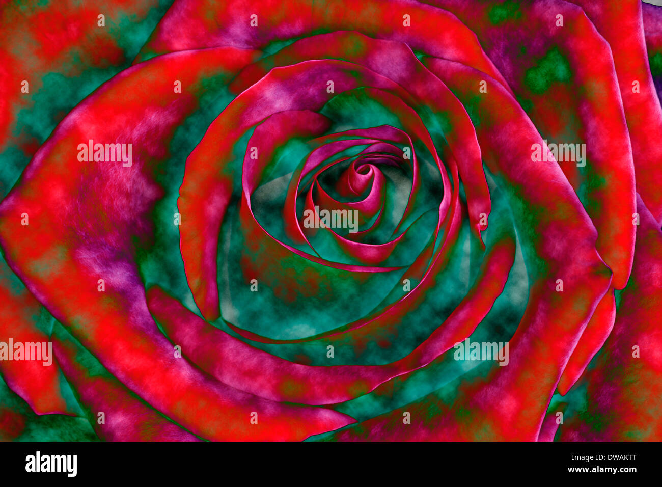 Spezialeffekt-Bild der Rose (Rosa x Hybrid) Stockfoto