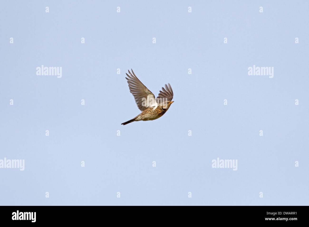 Wacholderdrossel Turdus pilaris Stockfoto