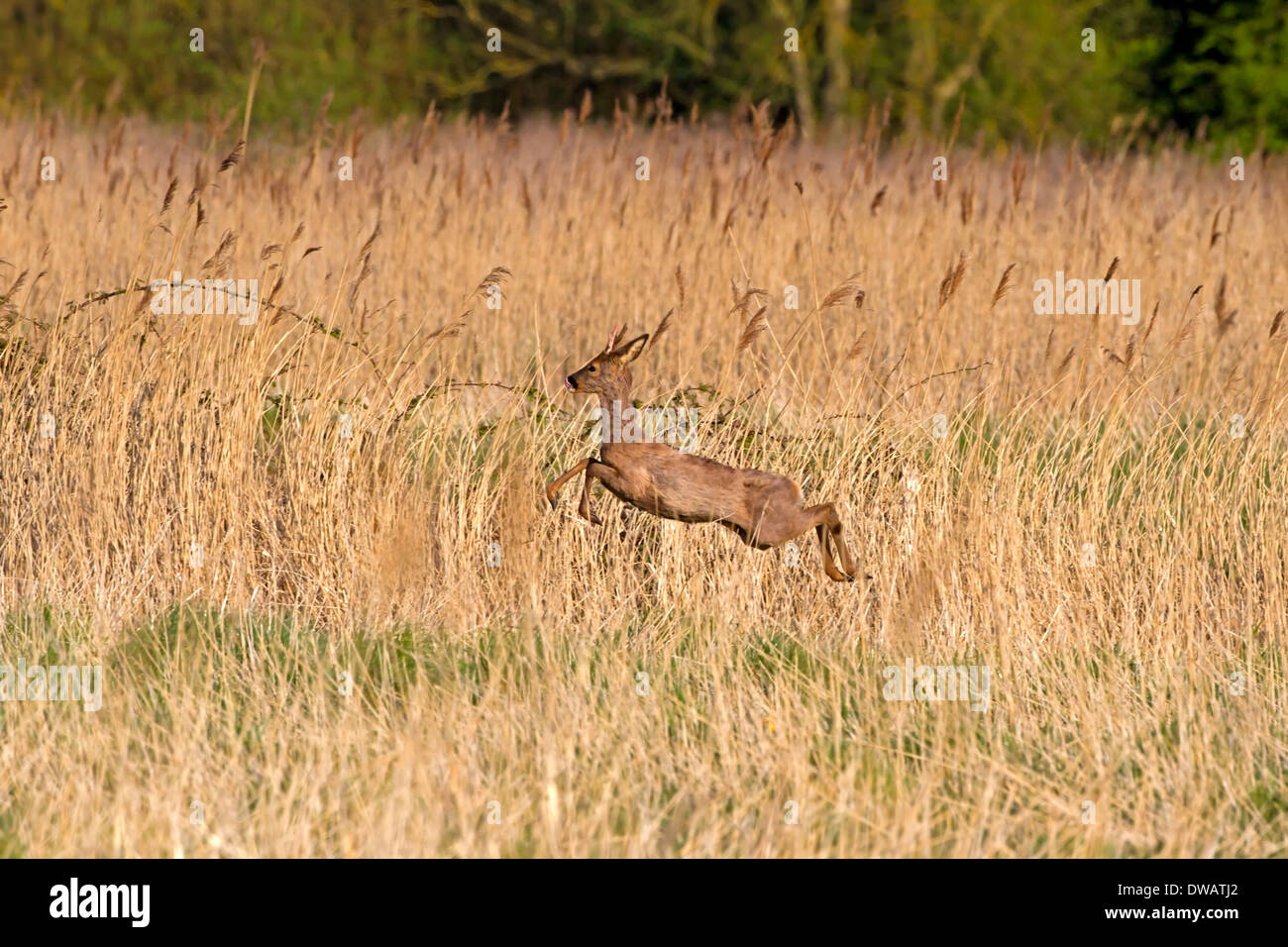 Rehe Capreolus capreolus Stockfoto