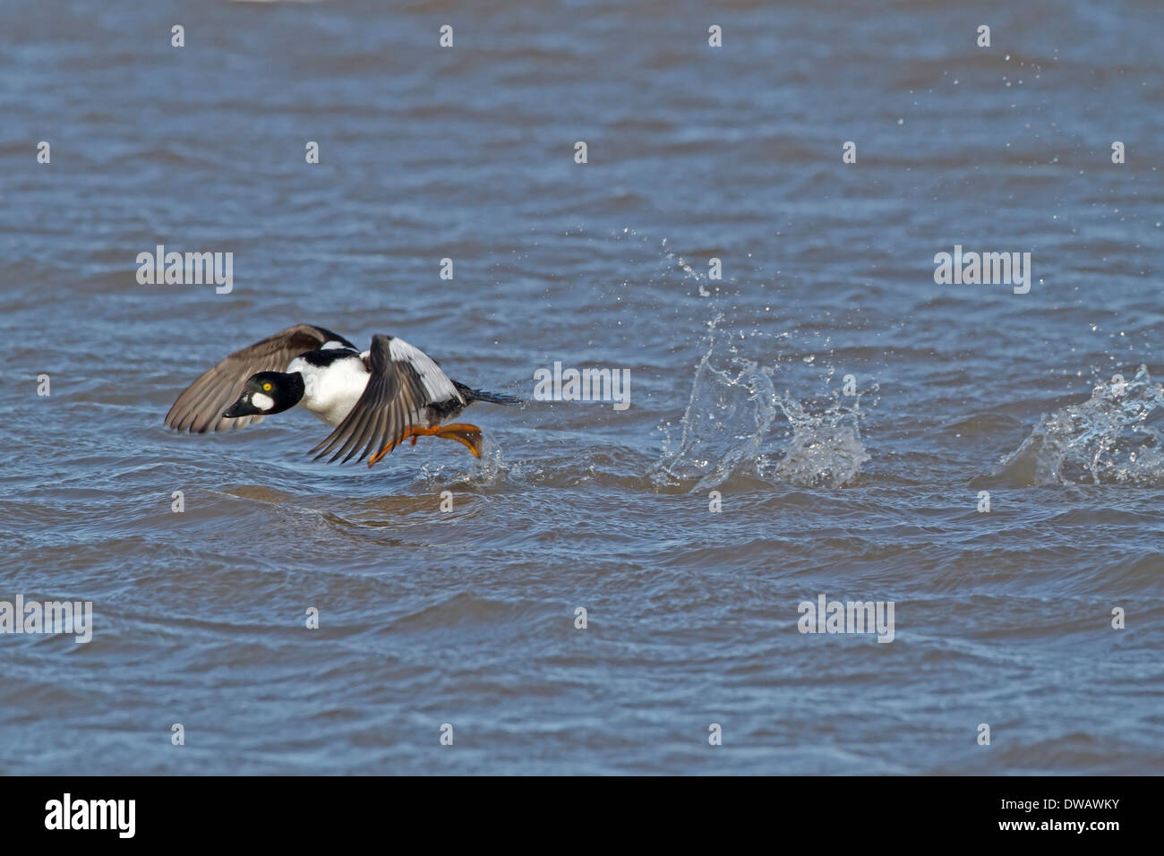 Goldeneye Bucephala clangula Stockfoto