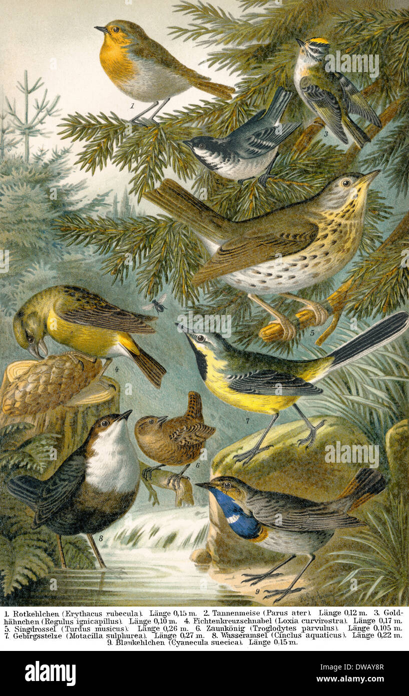 Historische Abbildung des 19. Jahrhunderts Mitteleuropa Singvögel Stockfoto