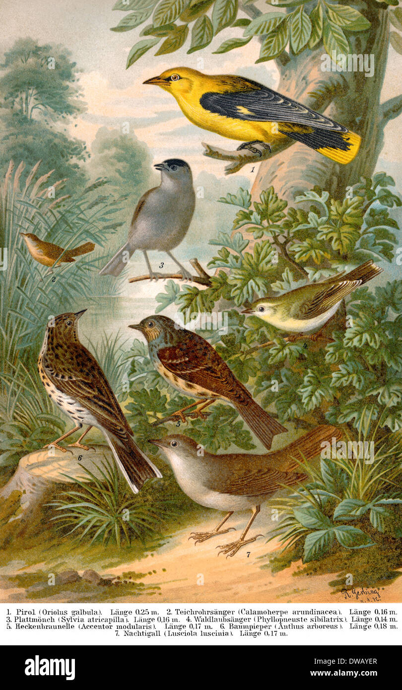 Historische Abbildung des 19. Jahrhunderts Mitteleuropa Singvögel Stockfoto