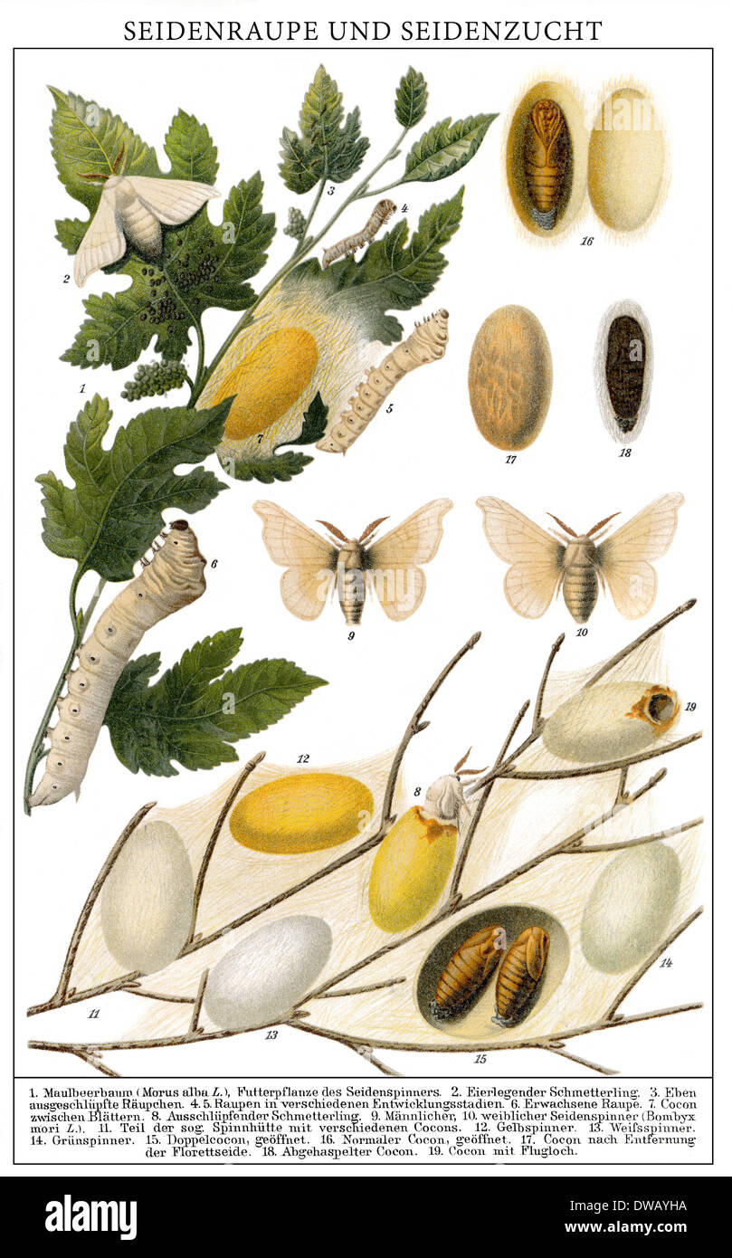 Historische Illustration, 19. Jahrhundert, Seidenraupen (Bombyx Mori) und Kokons, Seidenkokons, Stockfoto