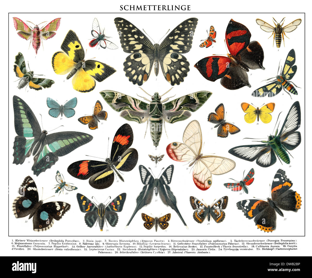 Historische Abbildung, 19. Jahrhundert, Schmetterlinge (Pieridae), Stockfoto