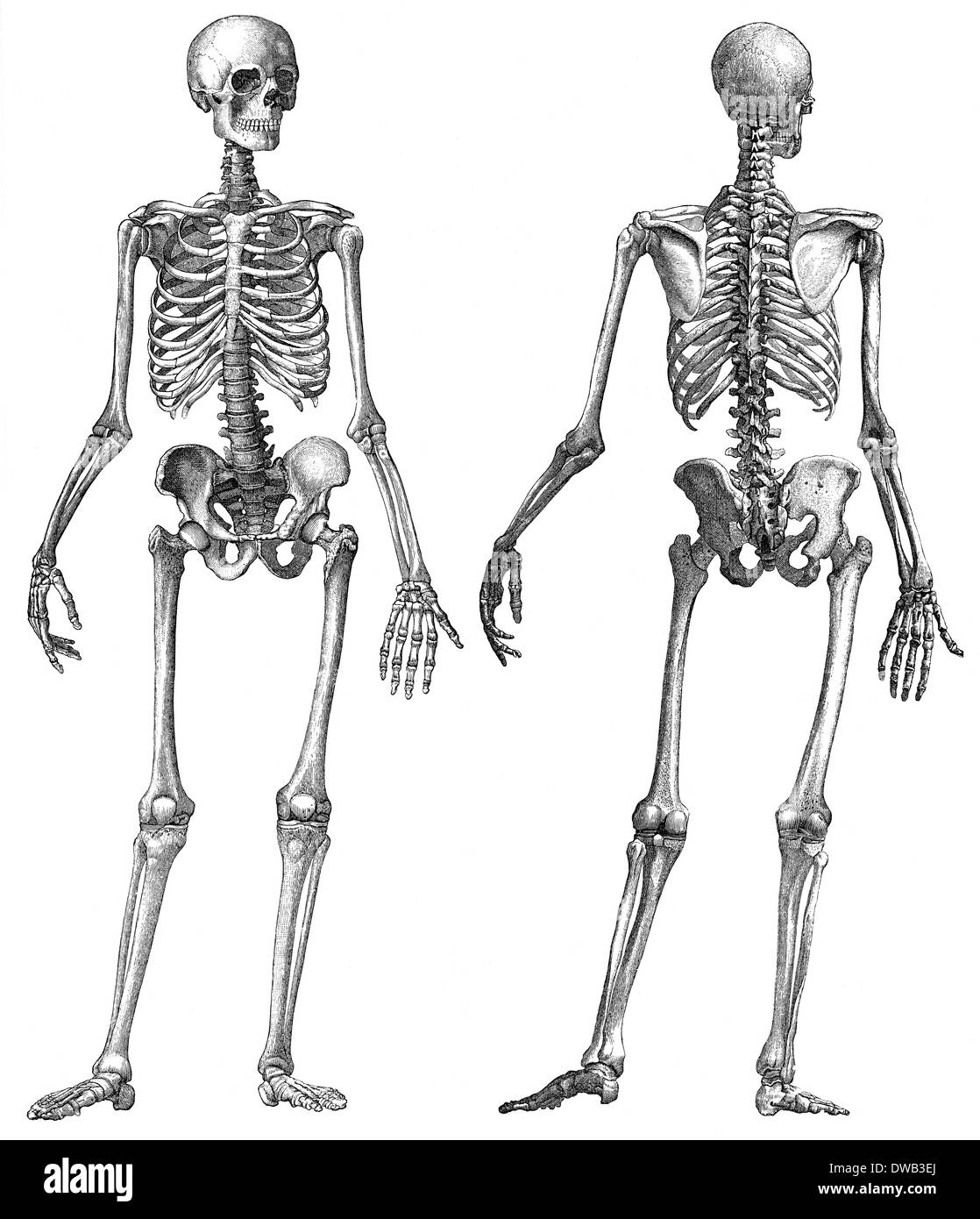 Menschliches Skelett, anatomische Abbildung, 19. Jahrhundert Stockfoto